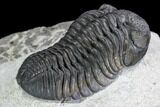 Detailed Austerops Trilobite - Excellent Specimen #108485-3